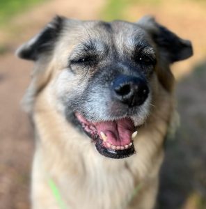 Ein Hund mit einer ergrauten Schnauze