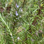Rosmarin - Rosmarinus officinalis