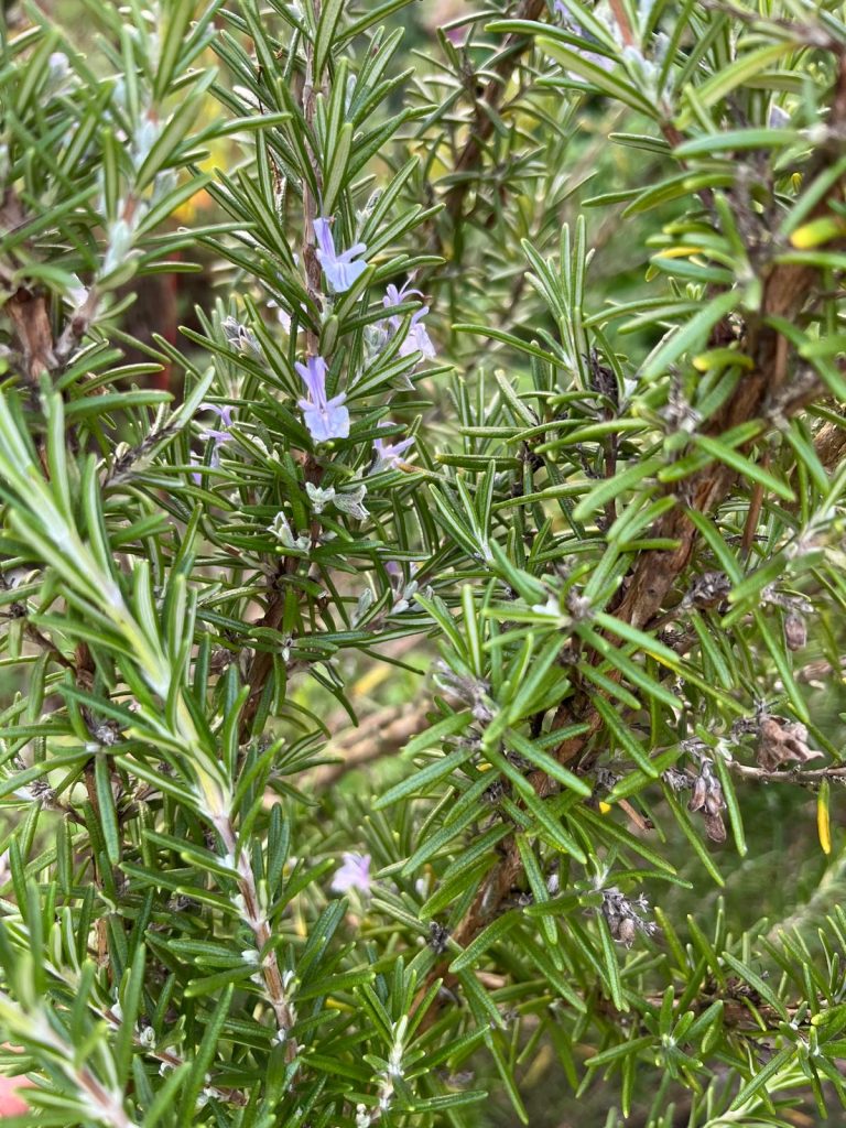 Rosmarin - Rosmarinus officinalis